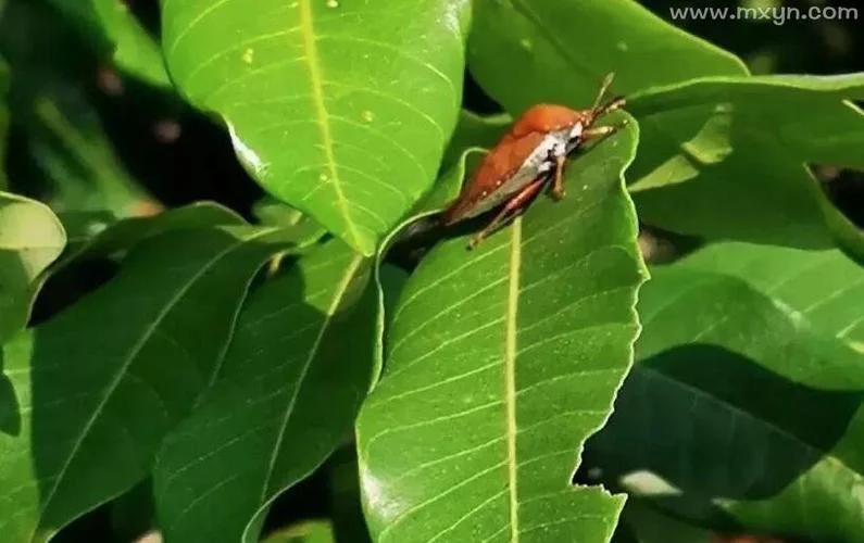 梦见好多小虫子追我-群虫追逐之梦