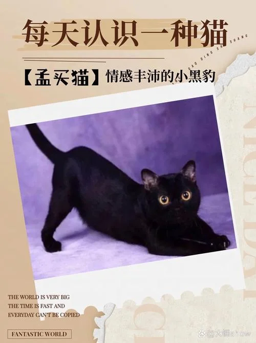 孟买猫 历史_1