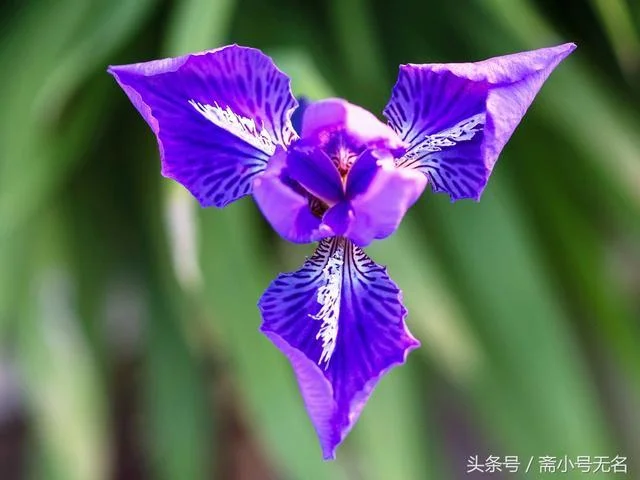 蓝色蝴蝶叫什么_2