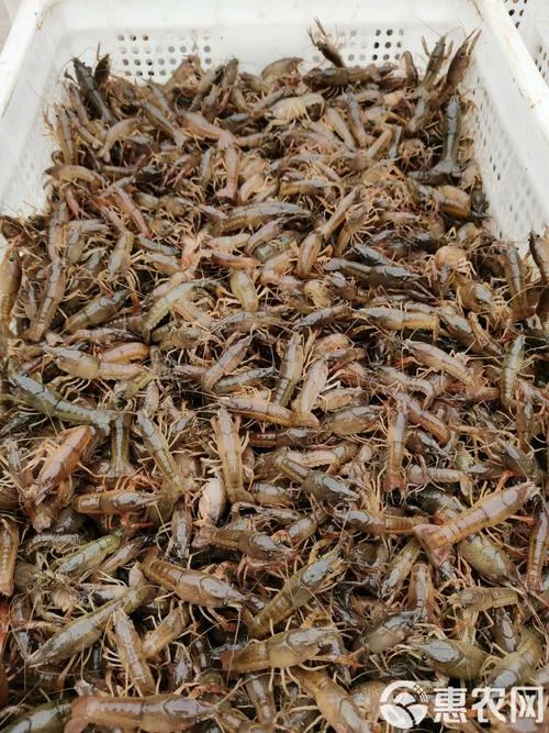 一亩下多少龙虾种苗呢_1