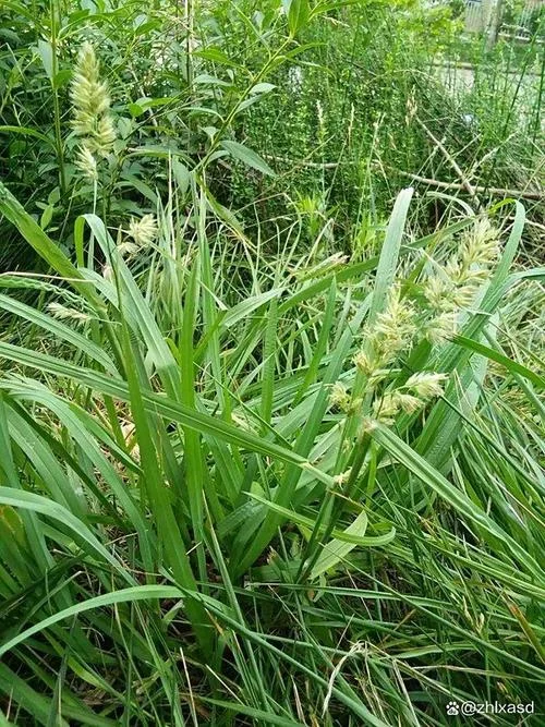30只羊要多少亩牧草_1