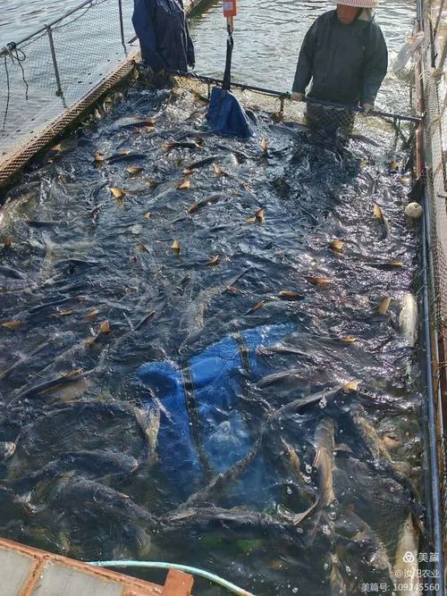 梦见水库和鱼-梦见水库与鱼
