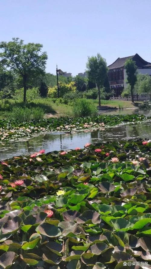 河间市景和景点-河间景和景点