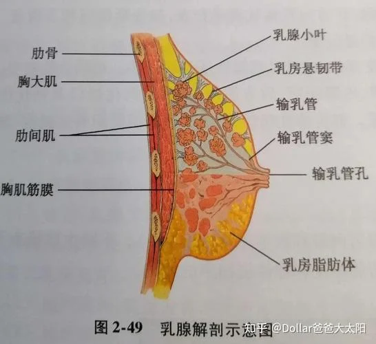 乳房结构与生理原理_1