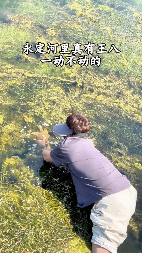 一动不动是王八上一句_2
