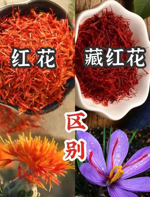 藏红花出自哪个国家_1