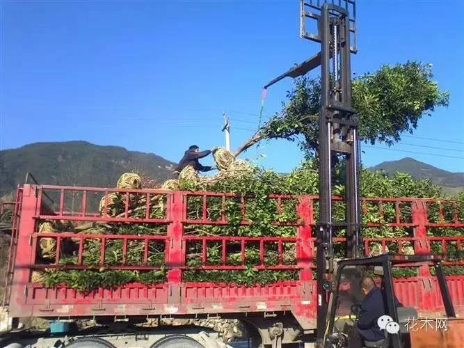 苗木采购心得体会-苗木采购心得