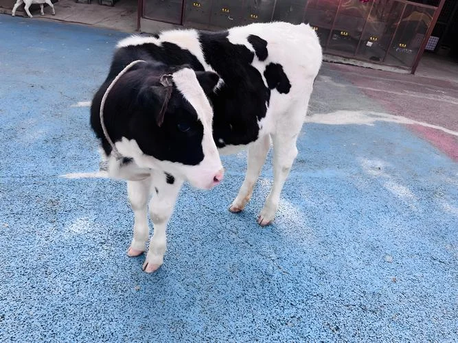 梦见一群小牛犊_2