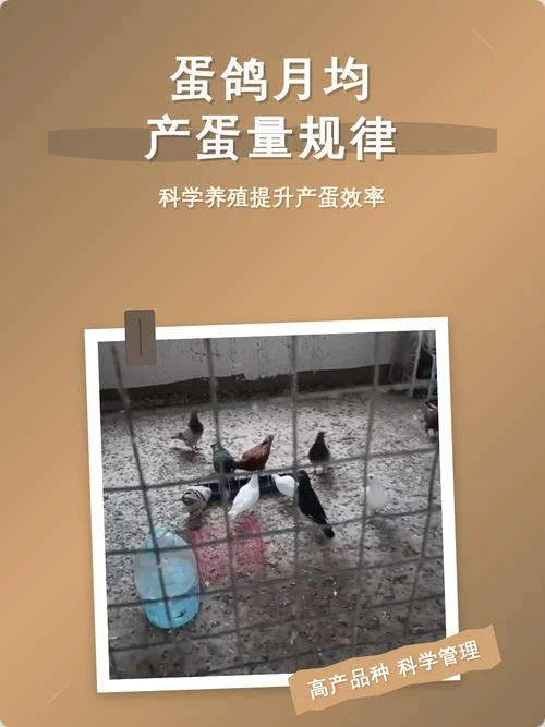 鸽子几月份下蛋-10 月产鸽