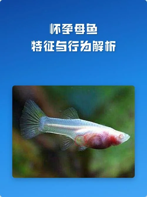 怀孕梦见鱼被别人吃了-孕梦鱼被食