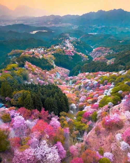日本十大樱花景点_2