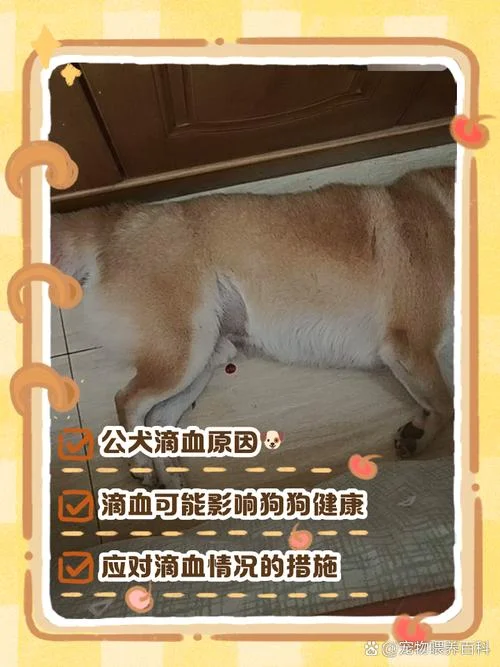 梦见狗打架流血_1