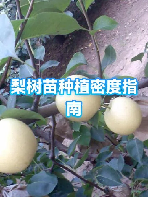 黄金梨树苗1亩地种多少_1