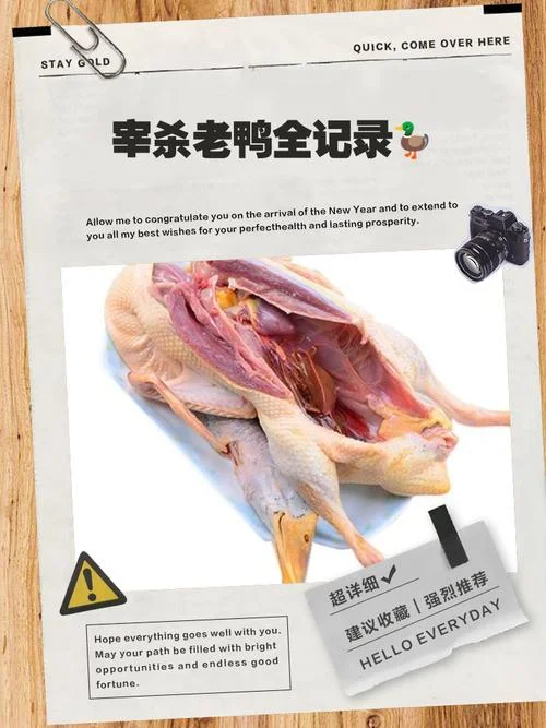 梦见杀鸭子-梦见杀鸭子的梦
