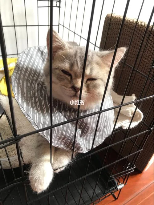 春乏秋困下一句是什么_1