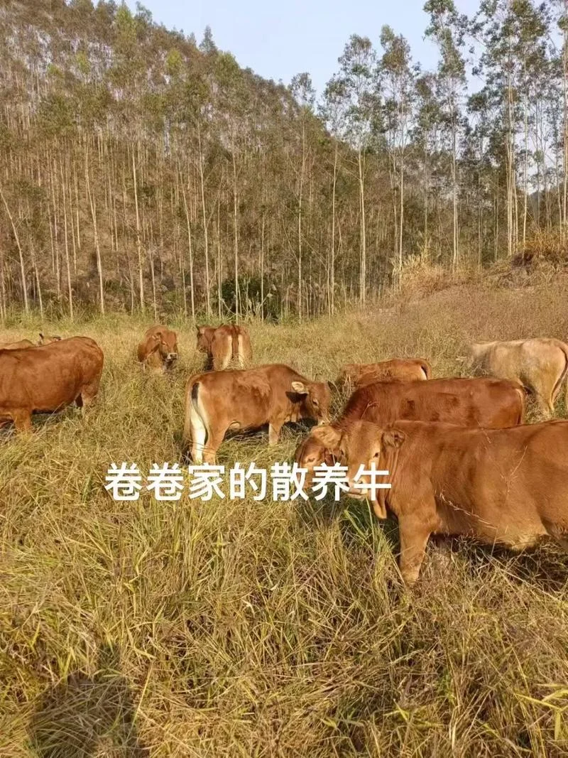 买牛在什么地方-何处买牛