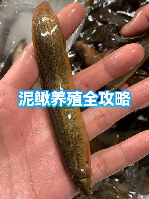 一亩地养多少泥鳅-一亩地养泥鳅