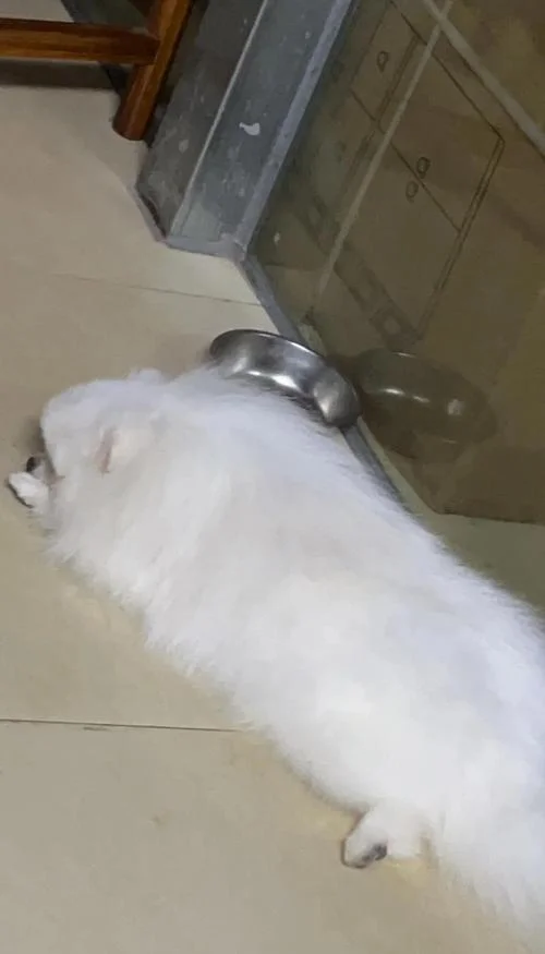 梦到洗澡时有狗咬人_1