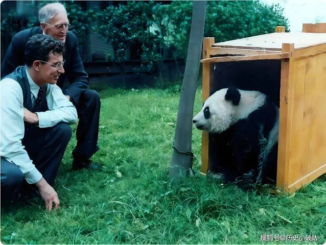 熊猫的历史-大熊猫历史渊源