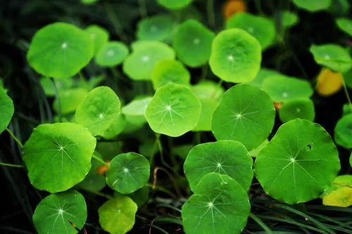 西南大学植物学生态学考研_2