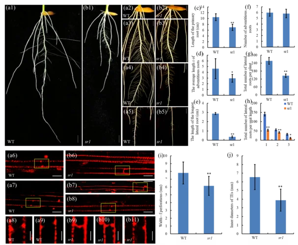西南大学植物学生态学考研_1