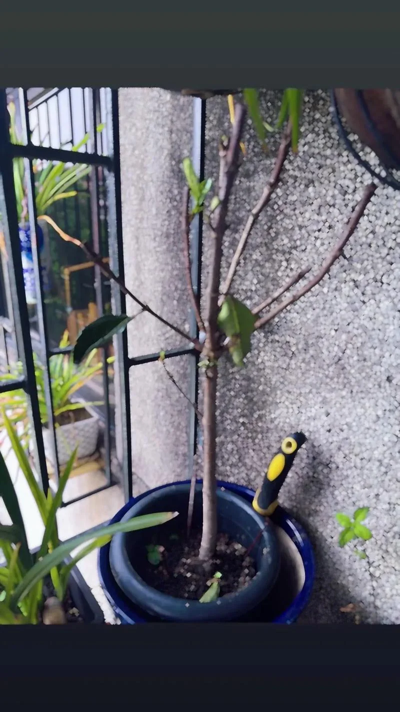 这种绿植叫什么_2