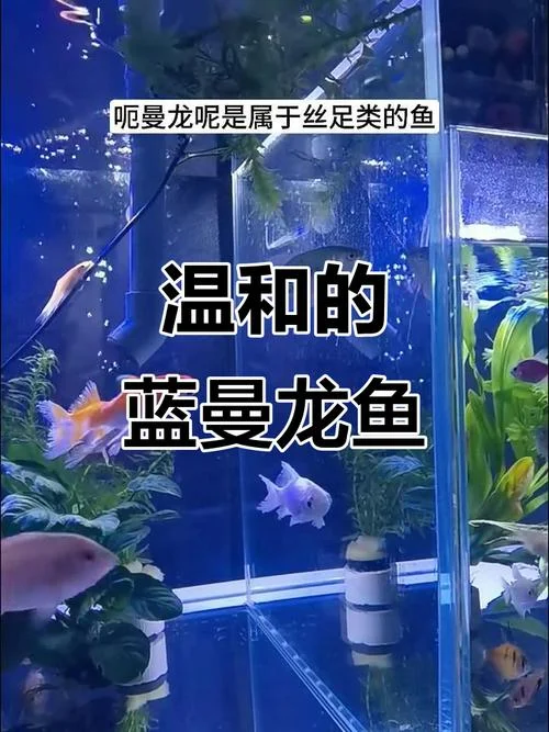 bluefish怎么用-蓝鱼食用方法