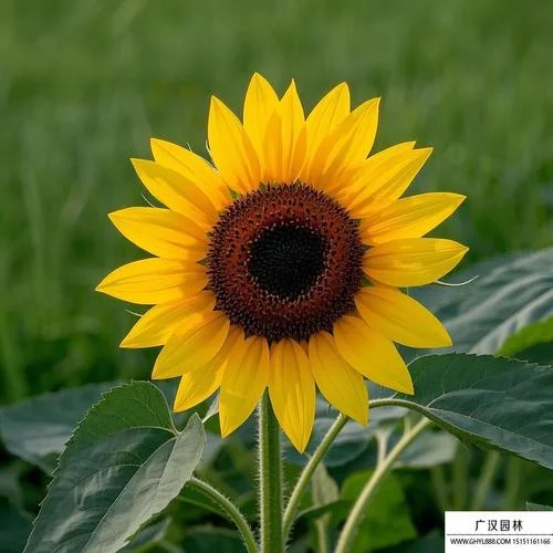 像向日葵的花叫什么_2