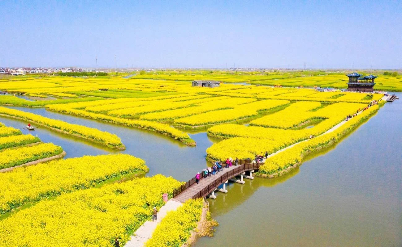 江苏油菜花景点介绍-江苏油菜花景点