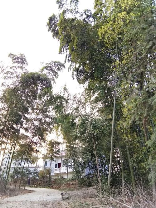 洞口历史天气预报-洞口历史天气
