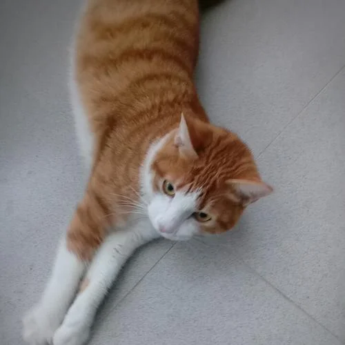 半白半橘的猫叫什么_1