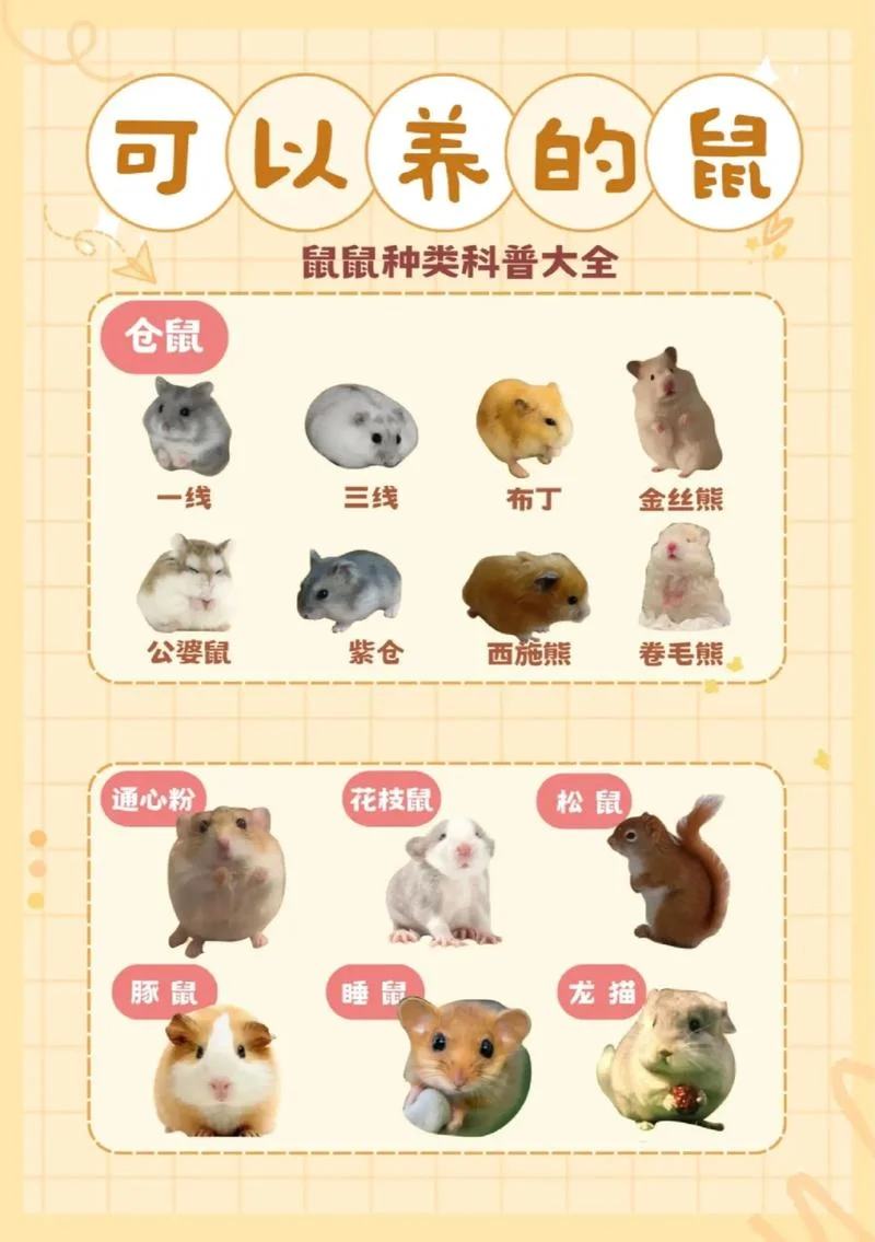 鼠属的今年多大-鼠属今年多大岁数