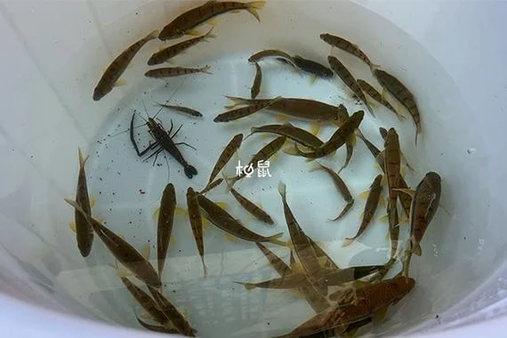梦见捕鱼是什么意思-梦境中捕鱼的寓意
