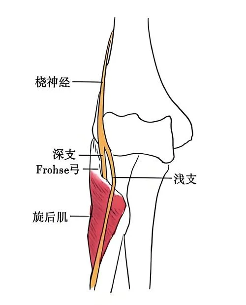 肢端是指什么部位_2