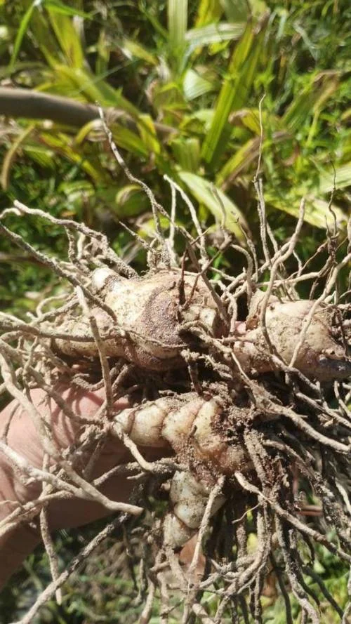 白芨一亩产量多少斤_1