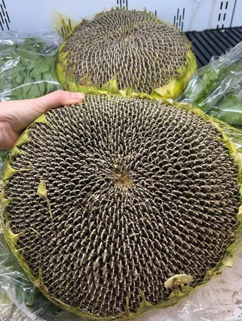 葵花籽几月成熟_2