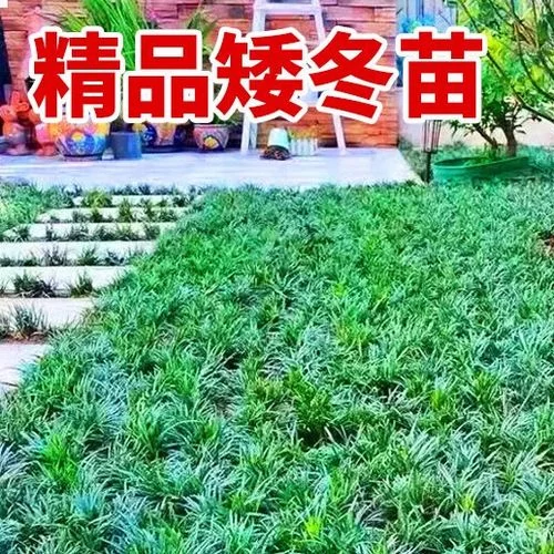 麦冬草一平方多少株_1