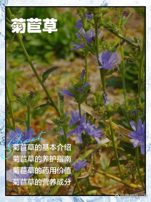 一亩菊苣能养多少羊_1