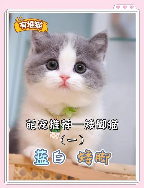 蓝白猫起名_1