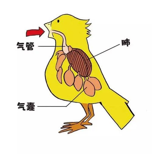 鸟类的双重呼吸是指什么_2