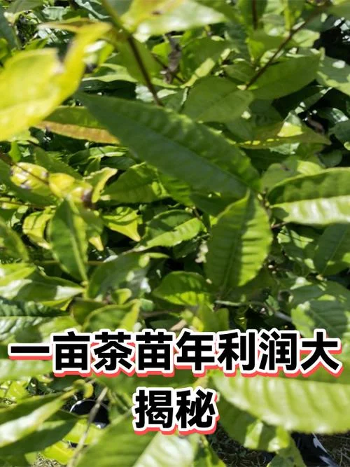 一亩地可以产多少茶叶_1