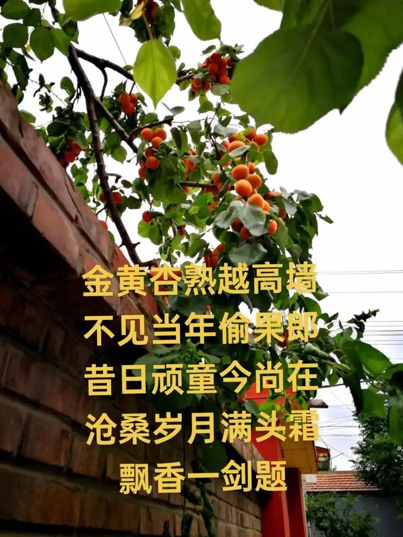 红杏出高墙下一句_2