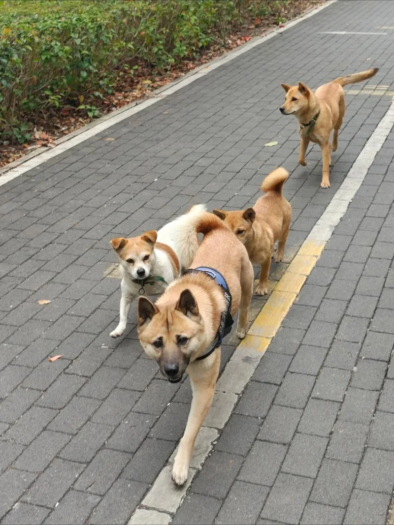 梦见一群狗追着我跑-狗群追人梦境