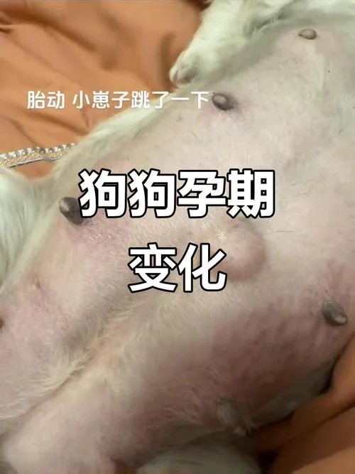 怀孕梦见大黄狗_1