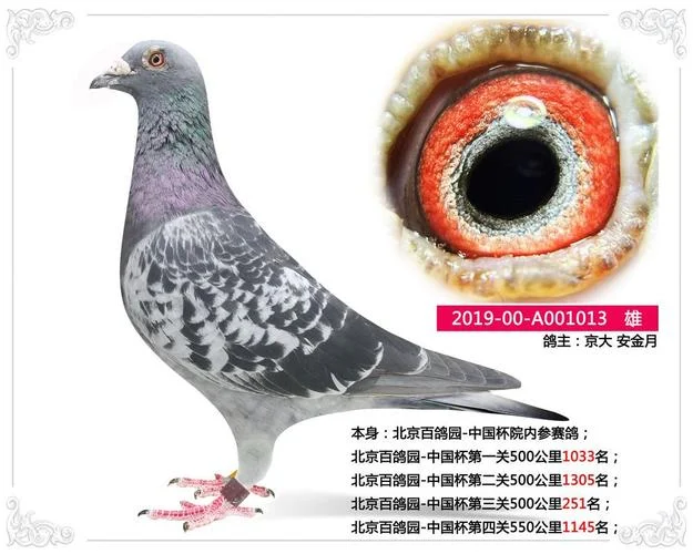 北京张明信鸽成绩_2