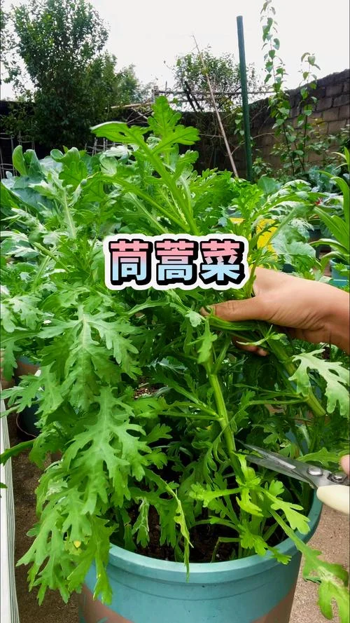 茼蒿几月份种植比较好-茼蒿最佳种植时间