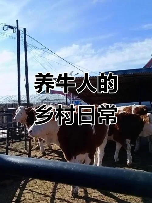 吉林省养牛最多的是哪个县-吉林养牛最多的县