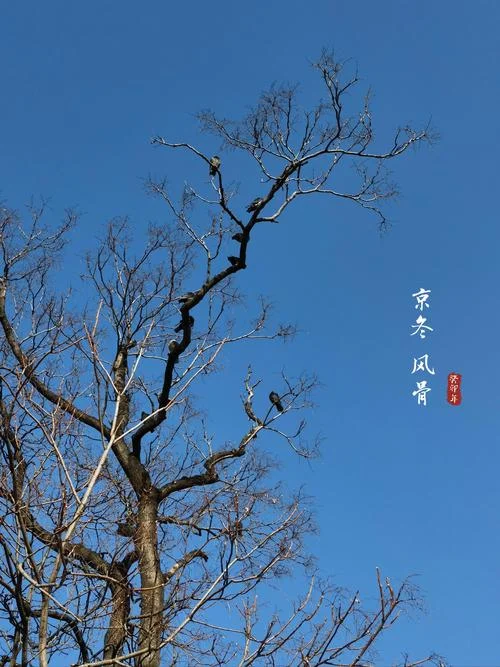 于禁忌之处见风骨出处_2