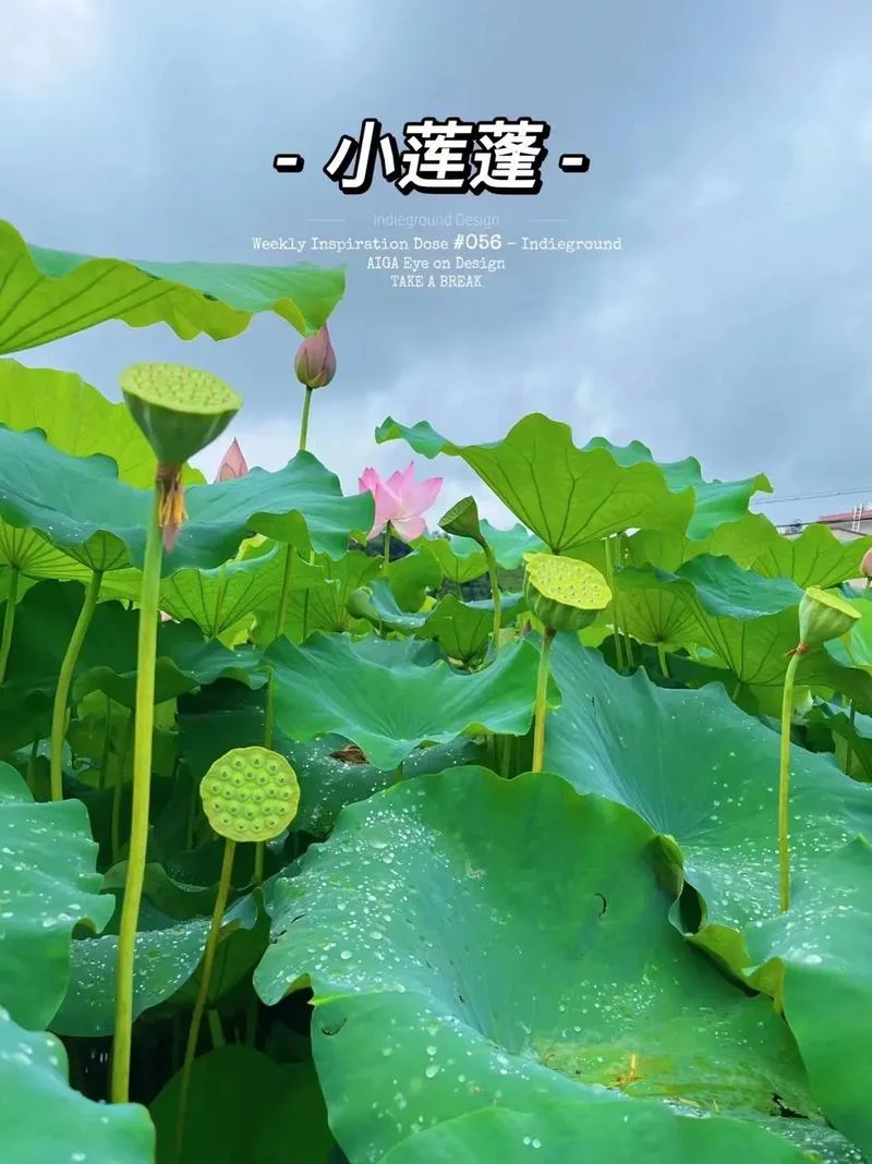 烟雨的夏天结局_2