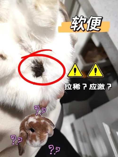 兔子拉肚子怎么办吃什么药-兔腹泻用药